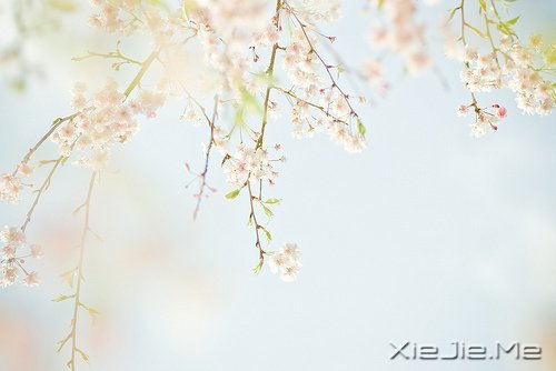 一心一意,是世界上最温柔的力量 (7)