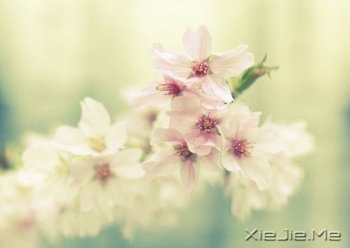 ��ν�Ҹ�������һЩ��֪������СƬ�� (9)