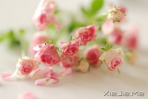 ˭���𻨵����ӣ�������������Ȼ���� (1)