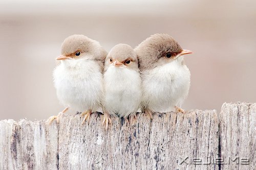 �������Զ�����Ƿ羰�������Ĳ������� (1)