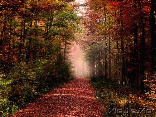 晚安心语:一个人害怕孤独,两个人害怕辜负 (10)