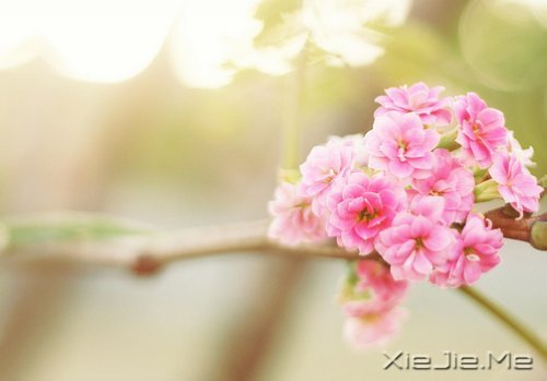 简单的喜欢,最长远;懂你的人,最温暖