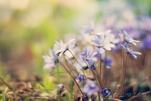 动物情书全集,你还会爱我吗